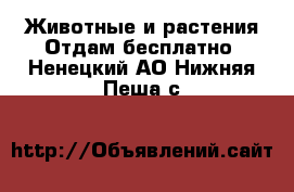 Животные и растения Отдам бесплатно. Ненецкий АО,Нижняя Пеша с.